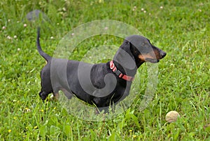 Black and tan dachshund is playing ball in meadow on sunny day