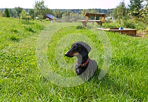 Black and tan dachshund sits in garden on grassy meadow near bench in summer