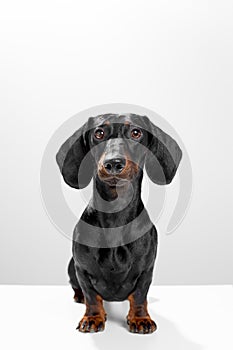 Black and tan dachshund or teckel purebred of 1 year old, sit patiently and look at the camera. Pet full body portrait