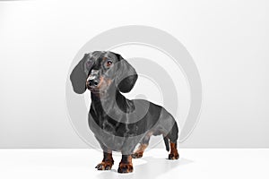 Black and tan dachshund or teckel purebred of 1 year old, stand patiently and look at the camera. Pet full body front