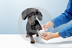 Black and tan dachshund or teckel purebred with injury on the paw receiving help from the vet doctor. Veterinarian hands