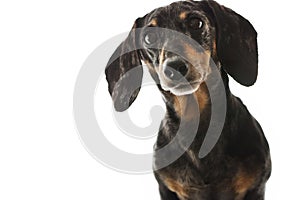 Black and Tan Dapple Dachshund with White Background