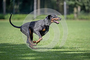 Black and tan dobermann with natural ears and tail training for schutzhund, igp, ipo photo