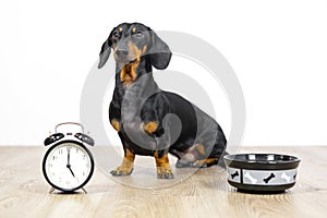 Black and tan dog breed dachshund sit at the floor with a bowl and alarm clock, cute small muzzle look at his owner and wait for f