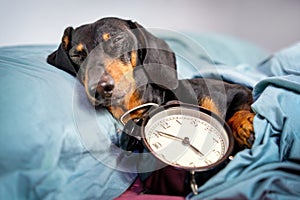 Black and tan dog breed dachshund sleep in bed with alarm clock. Live with schedule, time to wake up