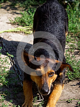 A black and tan dog tethered by a chain, eyes alert, in a grassy outdoor setting. The image evokes a sense of restriction yet