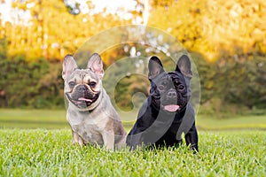 Black and tan French Bulldog resting on grass at a park