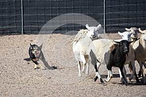 Black and tan Kelpie dog herding sheep