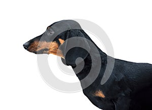 Black and tan miniature smooth dachshund