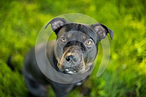 Black and tan pit bull terrier head shot