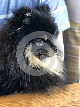 Black and tan pomeranian spitz