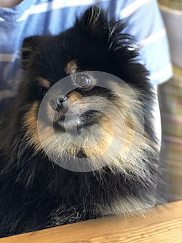 Black and tan pomeranian spitz