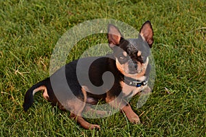 A black and tan purebred Chihuahua dog puppy on the grass standing in grass outdoors and staring focus on dog`s face