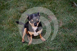 A black and tan purebred Chihuahua dog puppy standing in grass outdoors and staring focus on dog`s face