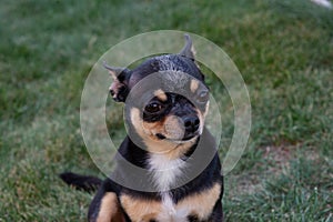 A black and tan purebred Chihuahua dog puppy standing in grass outdoors and staring focus on dog`s face