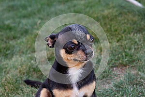 A black and tan purebred Chihuahua dog puppy standing in grass outdoors and staring focus on dog`s face