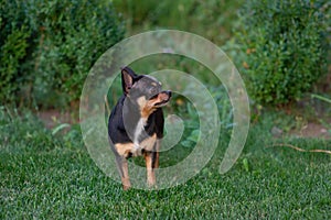 A black and tan purebred Chihuahua dog puppy standing in grass outdoors and staring focus on dog`s face