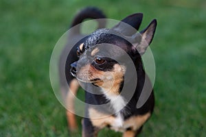 A black and tan purebred Chihuahua dog puppy standing in grass outdoors and staring focus on dog`s face