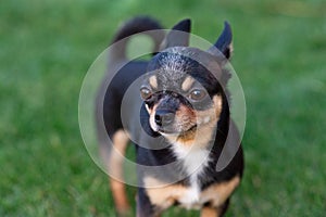 A black and tan purebred Chihuahua dog puppy standing in grass outdoors and staring focus on dog`s face