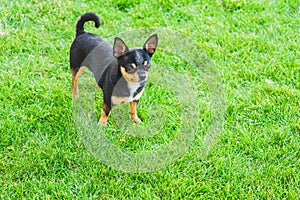 A black and tan purebred Chihuahua dog puppy standing in grass outdoors and staring focus on dog`s face
