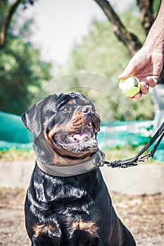 Black and tan rottweiler dog with tennis ball