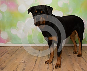 black and tan rottweiler puppy dog standing up looking at camera