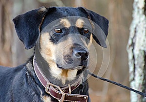 Black and Tan Shepherd Hound mixed breed dog