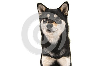 Black and tan shiba inu dog portrait