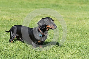 Black and tan smooth-haired miniature dachshund in field