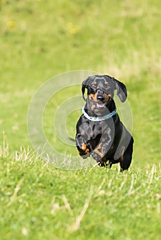 Black and tan smooth-haired miniature dachshund in field