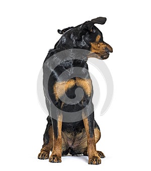 Black-and-tan Young Rottweiler sitting in front and looking back