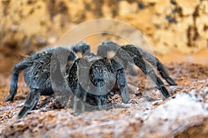 The black tarantula Grammostola pulchra spider sits on the ground