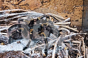 The black tarantula Grammostola pulchra spider sits on the ground close up view