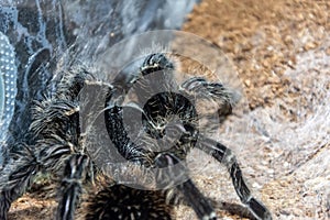 The black tarantula Grammostola pulchra spider sits on the ground close up view