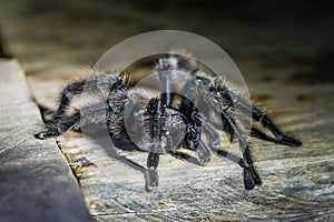 Black tarantula in the peruvian Amazon jungle at Madre de Dios P