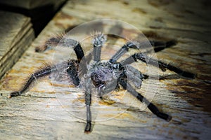 Black tarantula in the peruvian Amazon jungle at Madre de Dios P photo