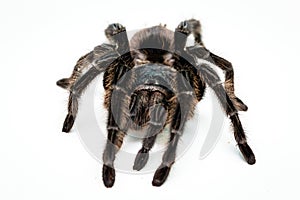Black tarantula spider, large arthropod on white isolated background