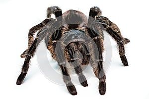 Black tarantula spider, large arthropod on white isolated background