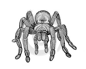 Black Tarantula on White Background