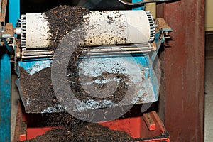 Black tea bulk on production line at tea factory