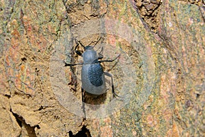 Tenebrionidae beetle