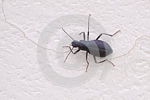 Tenebrionidae beetle photo