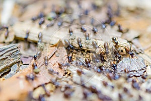 Black termites evacuate to a new place