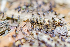 Black termites evacuate to a new place photo