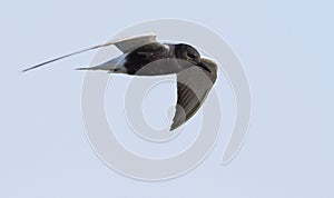 Black tern, Chlidonias niger. Bird in flight against the sky