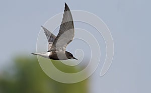 Black tern, Chlidonias niger. Bird in flight against the sky