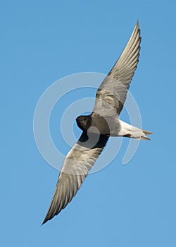 Black Tern