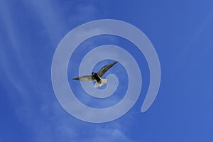 Black tern in flight with open wings on a background of blue sky