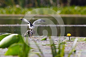 Black tern sitting on water vegetation