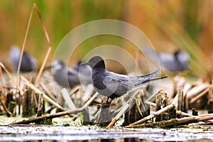 Black tern sitting on water vegetation